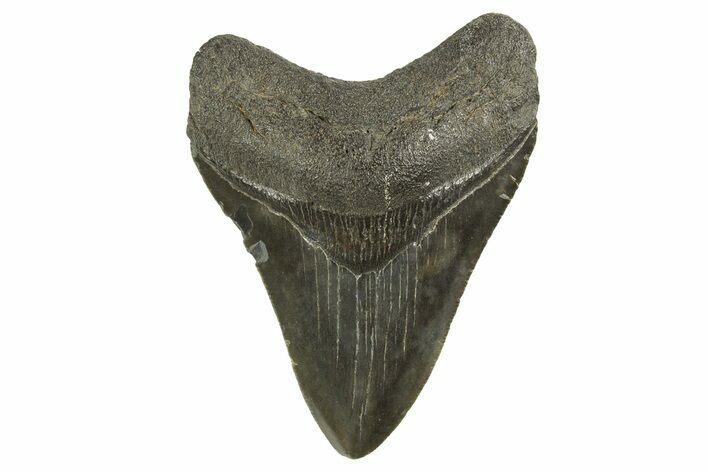 Serrated, Fossil Megalodon Tooth - South Carolina #321331